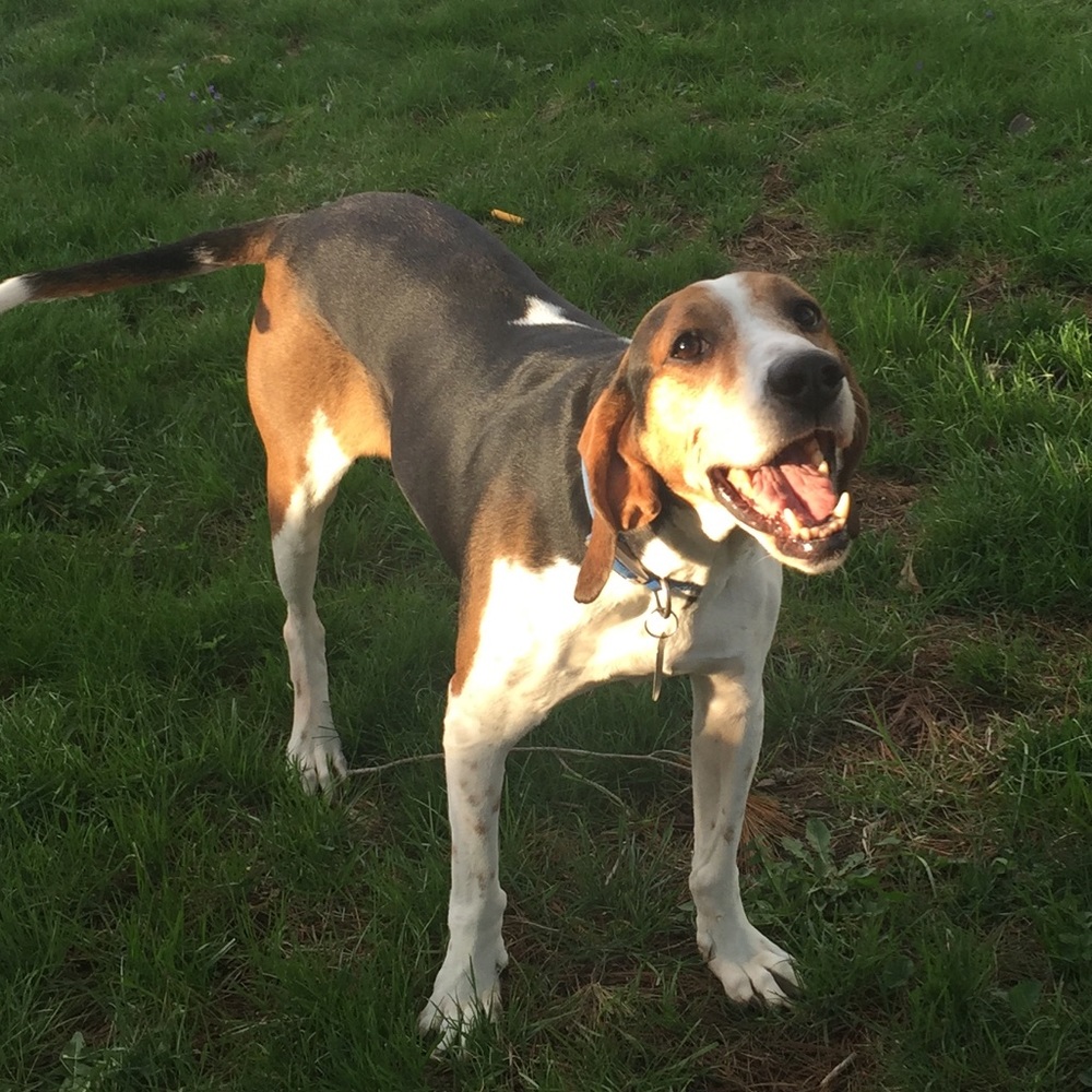 Meet your Posher, Samasamantha